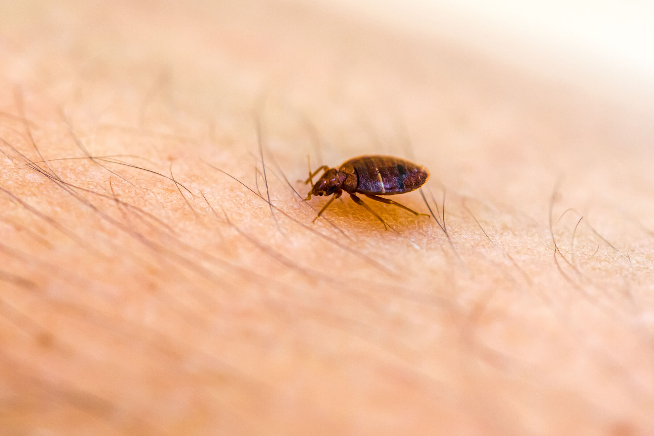 Understanding the Growing Challenge of Bed Bug Infestations