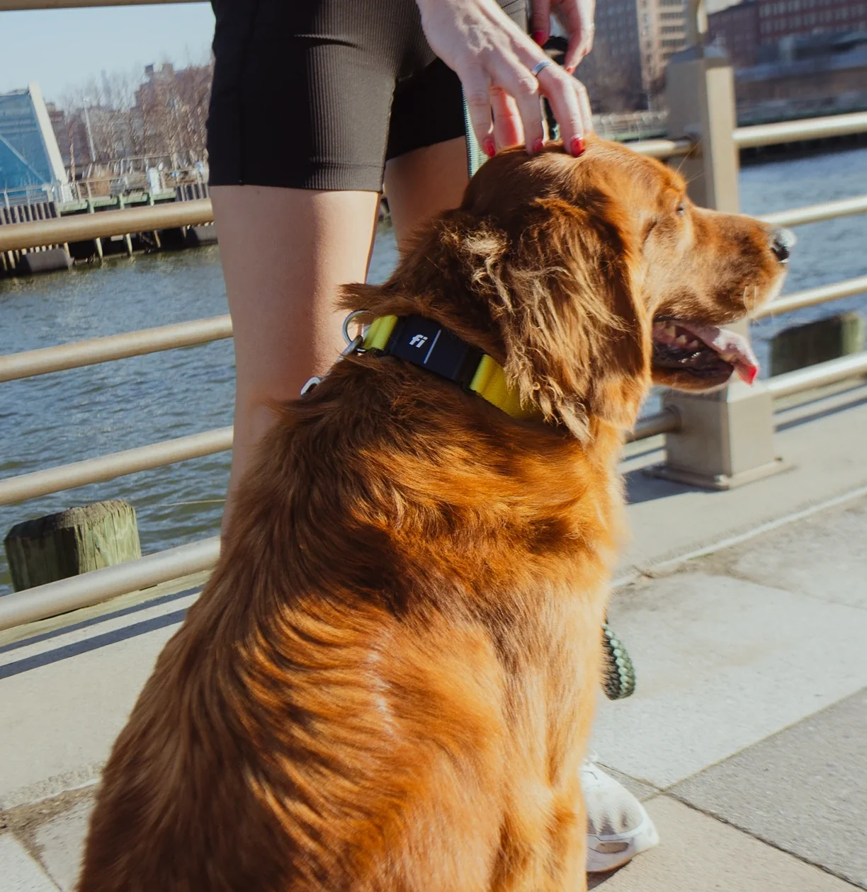 Experienced Dog Harness Supplier for Global Markets